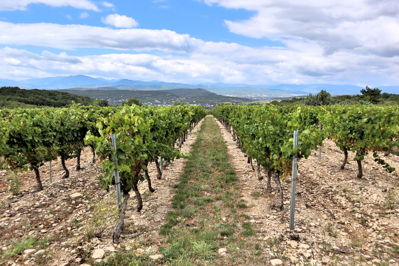 DTC wine brand client image